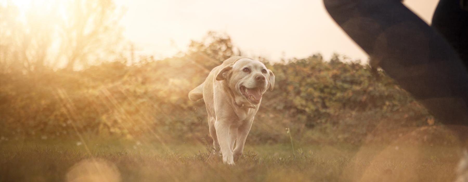 a dog running in a field with their owner
