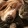 a dog and a cat cuddling